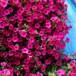 Kokulu petunya tohumu geleneksel doğal petunia violacea