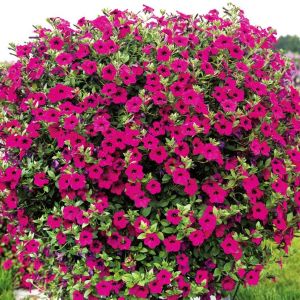 Kokulu petunya tohumu geleneksel doğal petunia violacea
