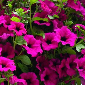 Kokulu petunya tohumu geleneksel doğal petunia violacea