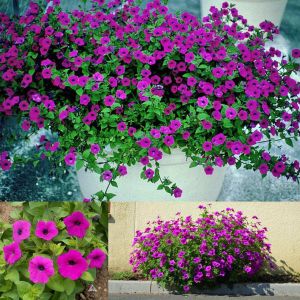 Kokulu petunya tohumu geleneksel doğal petunia violacea