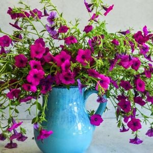 Kokulu petunya tohumu geleneksel doğal petunia violacea