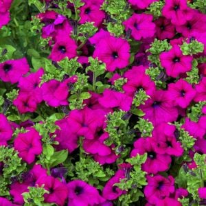 Kokulu petunya tohumu geleneksel doğal petunia violacea