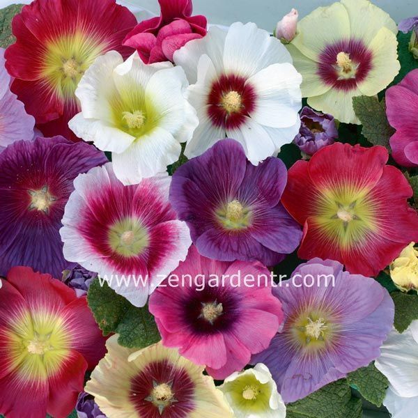 Halo gülhatmi tohumu karışımı çok iri çiçekli hollyhock alcea rosea