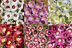 Halo gülhatmi tohumu karışımı çok iri çiçekli hollyhock alcea rosea