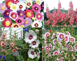 Halo gülhatmi tohumu karışımı çok iri çiçekli hollyhock alcea rosea