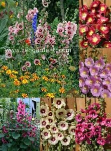 Halo gülhatmi tohumu karışımı çok iri çiçekli hollyhock alcea rosea