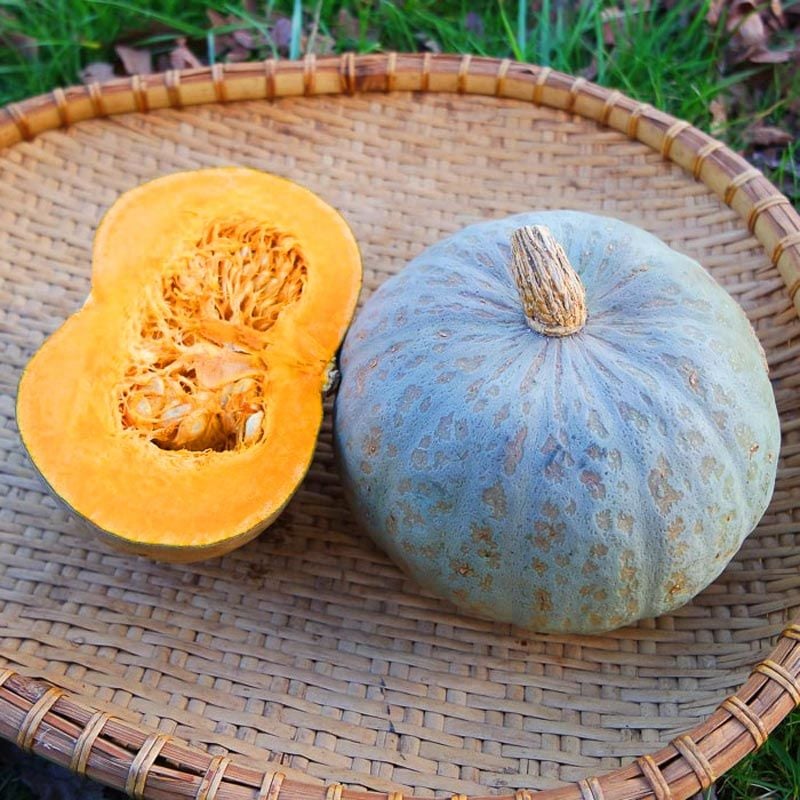 Mavi kuri kışlık kabak tohumu Blue Kuri squash