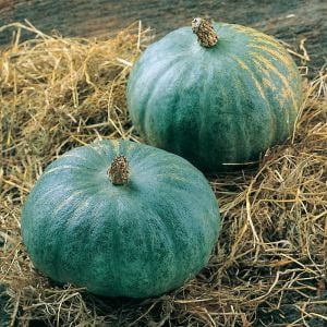 Mavi kuri kışlık kabak tohumu Blue Kuri squash