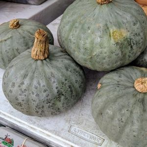 Mavi kuri kışlık kabak tohumu Blue Kuri squash
