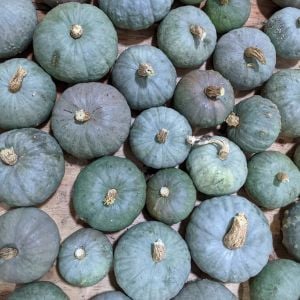 Mavi kuri kışlık kabak tohumu Blue Kuri squash