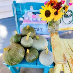 Mavi kuri kışlık kabak tohumu Blue Kuri squash