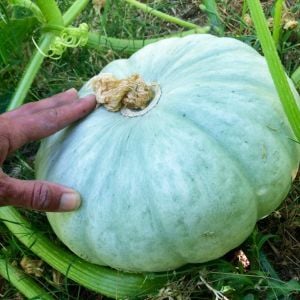 Mavi kuri kışlık kabak tohumu Blue Kuri squash