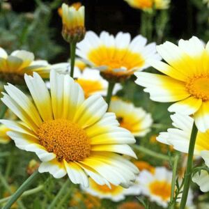 Garland taç papatyası tohumu chrysanthemum coronarium