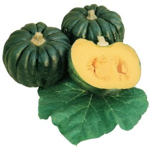 Japon Papatya Balkabağı Kogiku tohumu kışlık çeşit