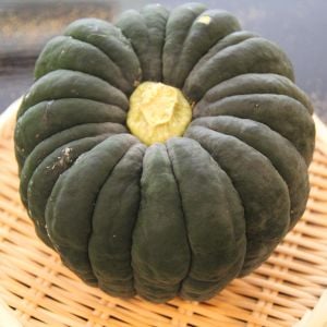 Japon Papatya Balkabağı Kogiku tohumu kışlık çeşit