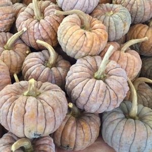 Japon Papatya Balkabağı Kogiku tohumu kışlık çeşit