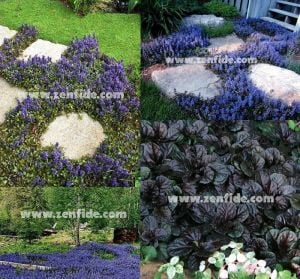Ajuga reptans black scallop fidesi çiçekli yerörtücü