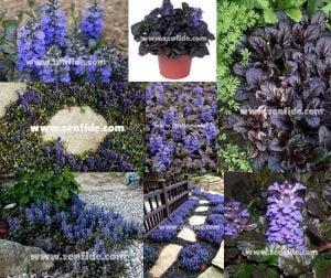 Ajuga reptans black scallop fidesi çiçekli yerörtücü