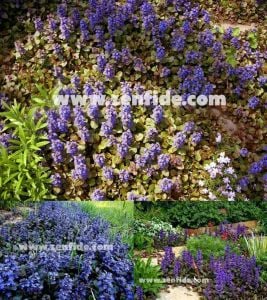 Ajuga reptans black scallop fidesi çiçekli yerörtücü