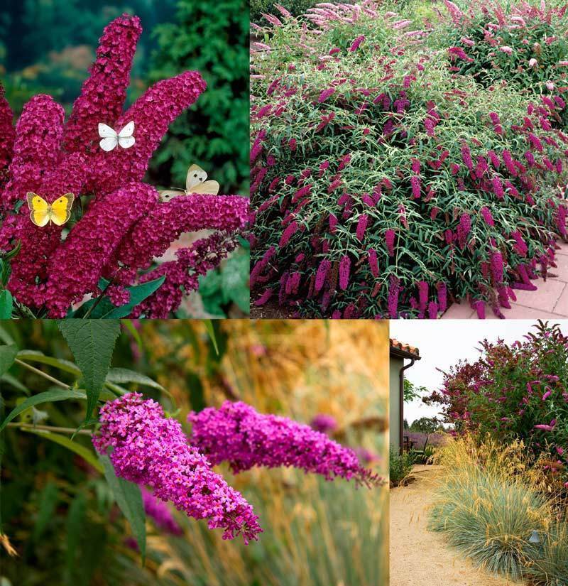 Buddleja Leah Raspberry Kırmızı kelebek çalısı buddleja summer bird raspberry - 145,20 TL