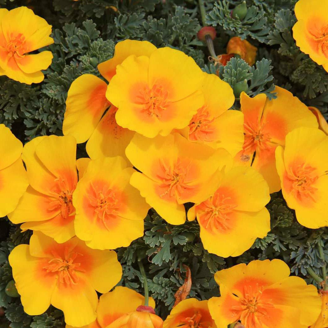 Sarı acem lalesi tohumu eschscholzia californica golden west