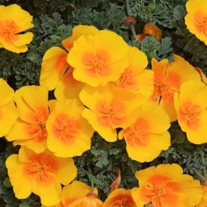 Sarı acem lalesi tohumu eschscholzia californica golden west
