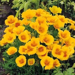 Sarı acem lalesi tohumu eschscholzia californica golden west