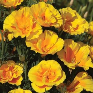 Sarı acem lalesi tohumu eschscholzia californica golden west