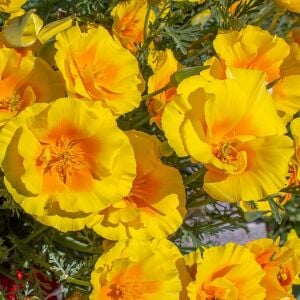 Sarı acem lalesi tohumu eschscholzia californica golden west