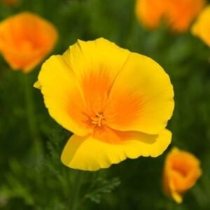 Sarı acem lalesi tohumu eschscholzia californica golden west
