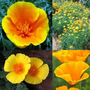 Sarı acem lalesi tohumu eschscholzia californica golden west