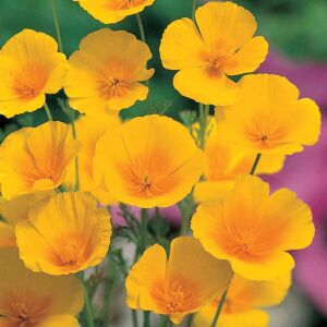 Sarı acem lalesi tohumu eschscholzia californica golden west