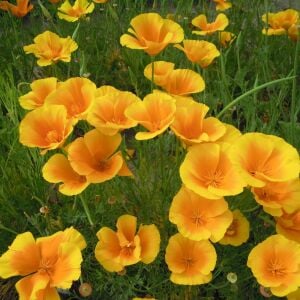 Sarı acem lalesi tohumu eschscholzia californica golden west