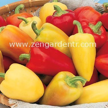 Tatlı Romanya biber tohumu geleneksel roumanian sweet pepper
