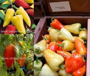 Tatlı Romanya biber tohumu geleneksel roumanian sweet pepper