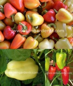 Tatlı Romanya biber tohumu geleneksel roumanian sweet pepper