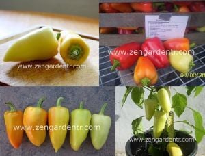Tatlı Romanya biber tohumu geleneksel roumanian sweet pepper
