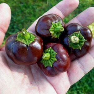 Mini dolmalık biber tohumu çikolata renkli tatlı geleneksel