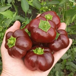 Mini dolmalık biber tohumu çikolata renkli tatlı geleneksel