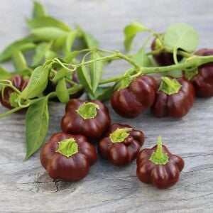 Mini dolmalık biber tohumu çikolata renkli tatlı geleneksel