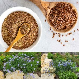 Lewis Keteni tohumu şifalı ve yararlı bitki