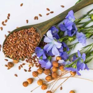 Lewis Keteni tohumu şifalı ve yararlı bitki