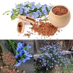 Lewis Keteni tohumu şifalı ve yararlı bitki