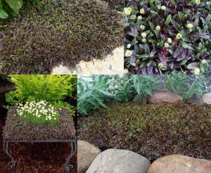 Leptinella potentilla yer örtücü çim altenatifi brass buttons