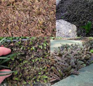Leptinella potentilla yer örtücü çim altenatifi brass buttons