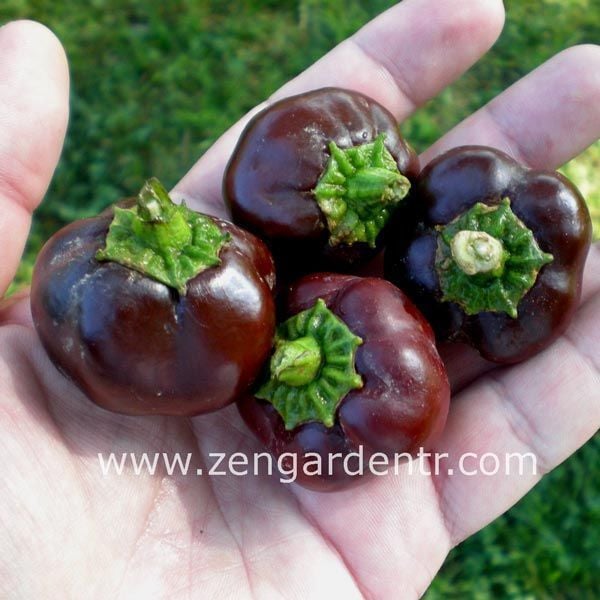 Mini dolmalık biber tohumu çikolata renkli tatlı geleneksel
