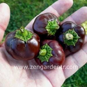Mini dolmalık biber tohumu çikolata renkli tatlı geleneksel