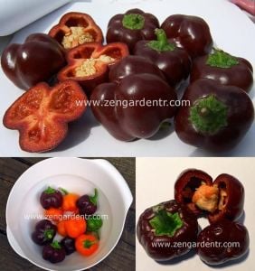 Mini dolmalık biber tohumu çikolata renkli tatlı geleneksel