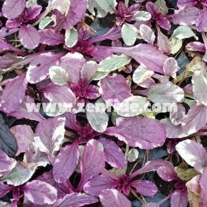 Renkli yapraklı ajuga fidesi burgundy glow