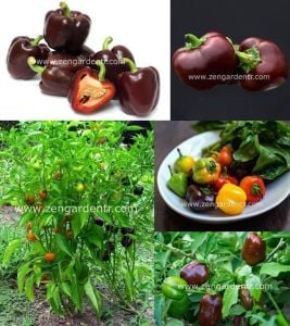 Mini dolmalık biber tohumu çikolata renkli tatlı geleneksel